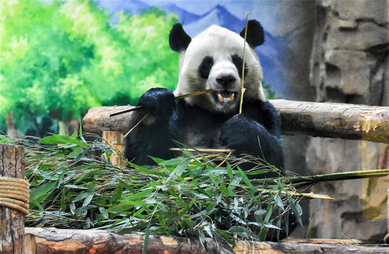 Pandas gigantes dão boas-vindas ao Ano Novo