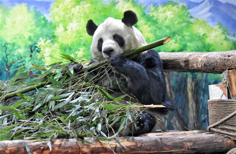 Pandas gigantes dão boas-vindas ao Ano Novo