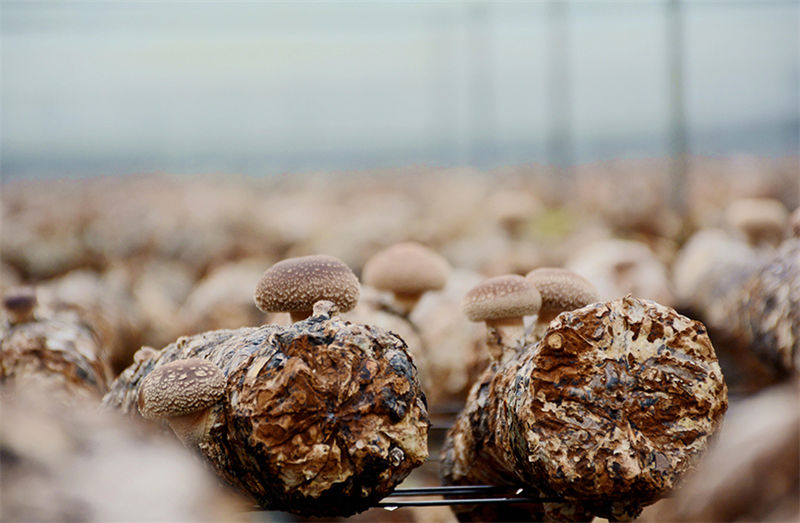 Indústria de cogumelo promove revitalização rural no norte da China
