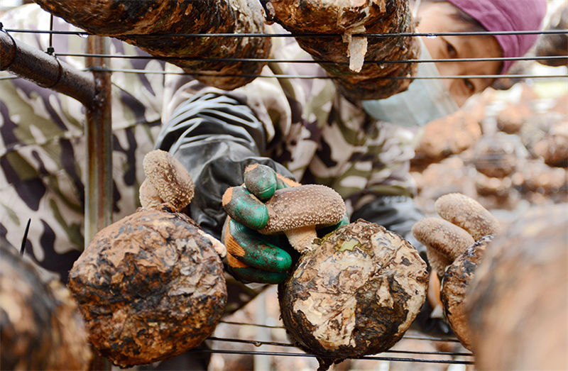 Indústria de cogumelo promove revitalização rural no norte da China