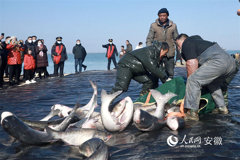 Anhui realiza pesca abundante de inverno para dar boas-vindas ao Ano Novo Chinês