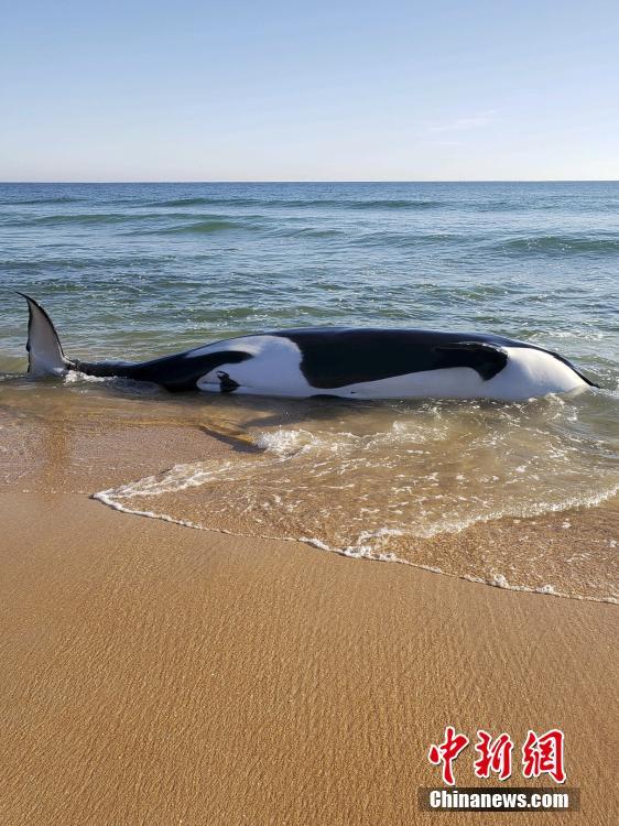 EUA: baleia orca morre encalhada na praia da Flórida