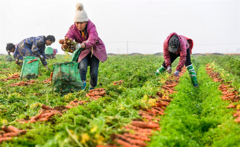 Jiangxi inicia temporada de colheita de cenouras