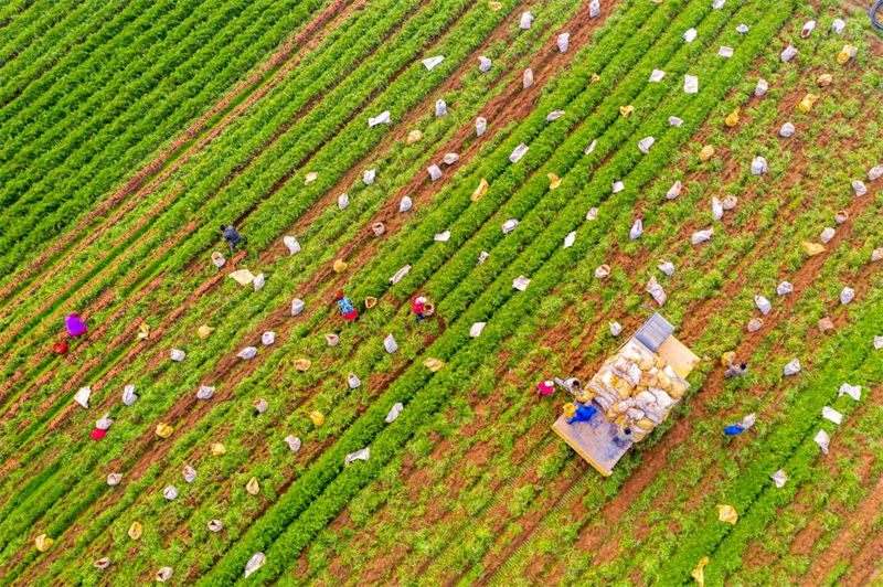 Jiangxi inicia temporada de colheita de cenouras
