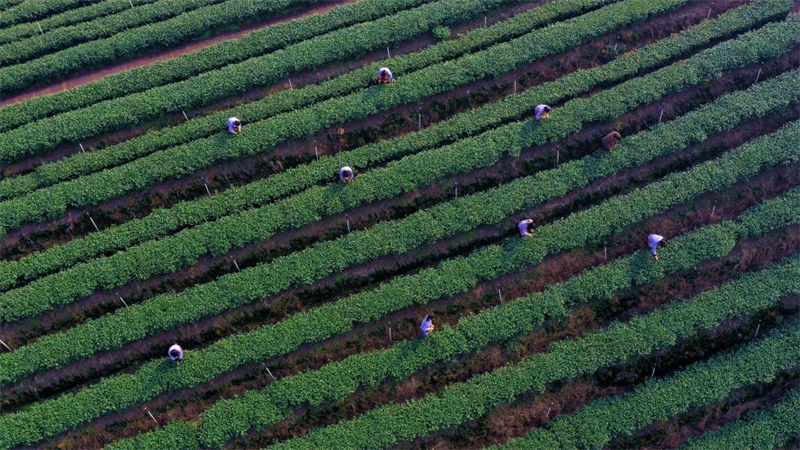 Sichuan inicia cedo colheita de chá 