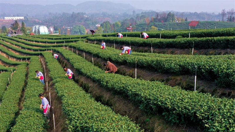 Sichuan inicia cedo colheita de chá 