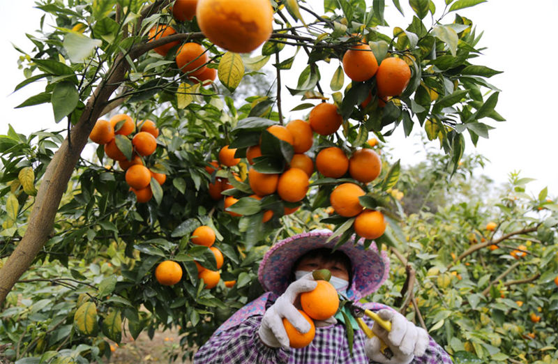 Guangxi inicia colheita de tangerinas