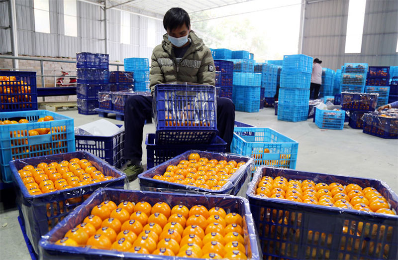 Guangxi inicia colheita de tangerinas