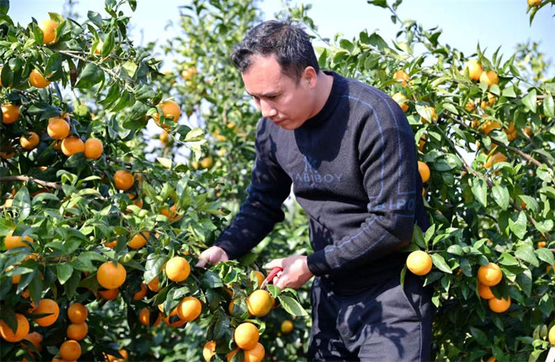 Guangxi inicia colheita de tangerinas