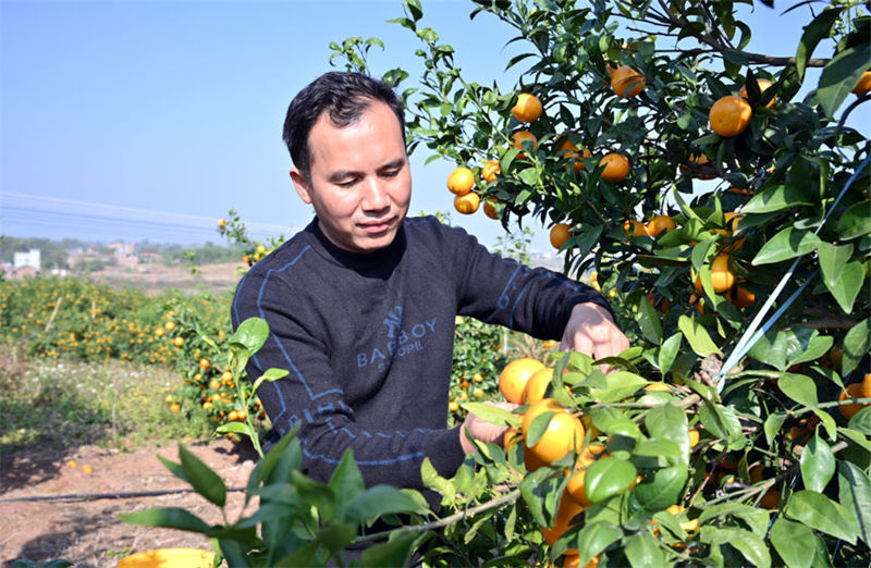 Guangxi inicia colheita de tangerinas