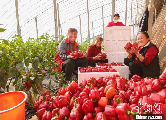 Galeria: Shanxi recebe colheita de pimenta ornamental