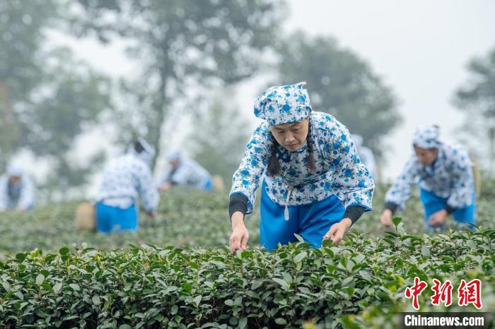 Sichuan: Leshan realiza concurso de fabrico artesanal de chá