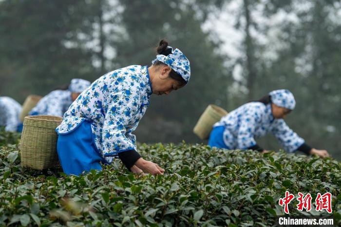 Sichuan: Leshan realiza concurso de fabrico artesanal de chá