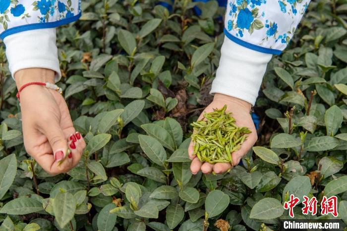 Sichuan: Leshan realiza concurso de fabrico artesanal de chá