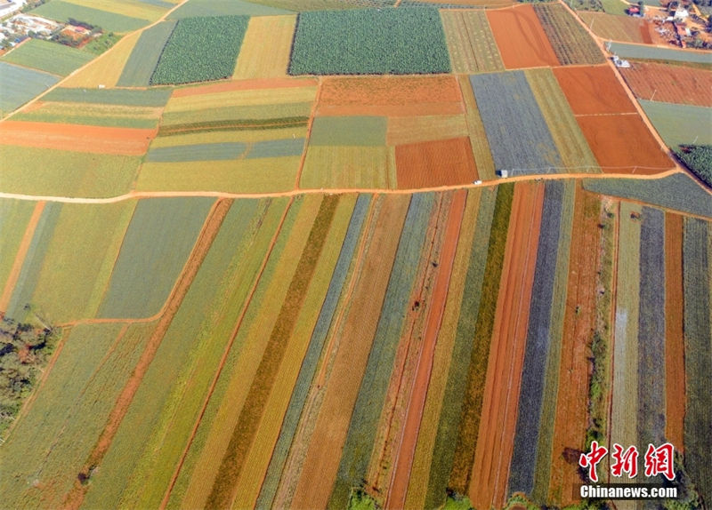 Galeria: Xuwen, a capital da produção de abacaxi no sul da China