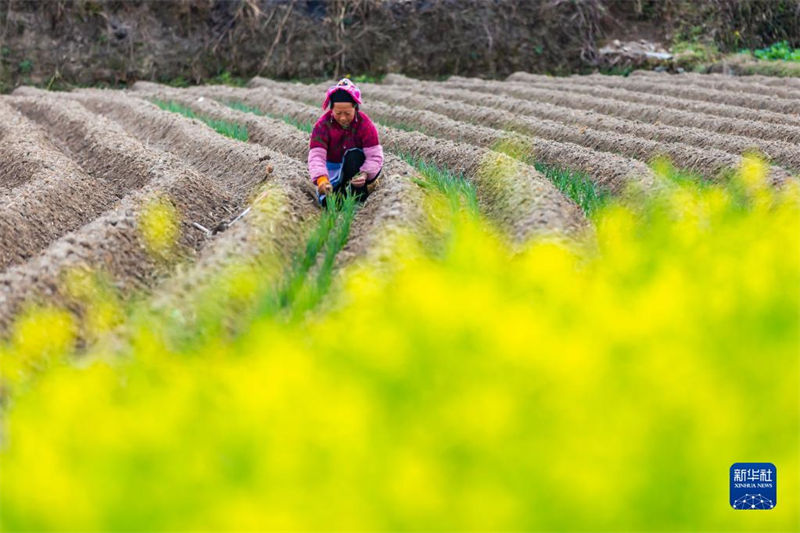 Galeria: agricultores estão ocupadas lavrando a terra na primavera