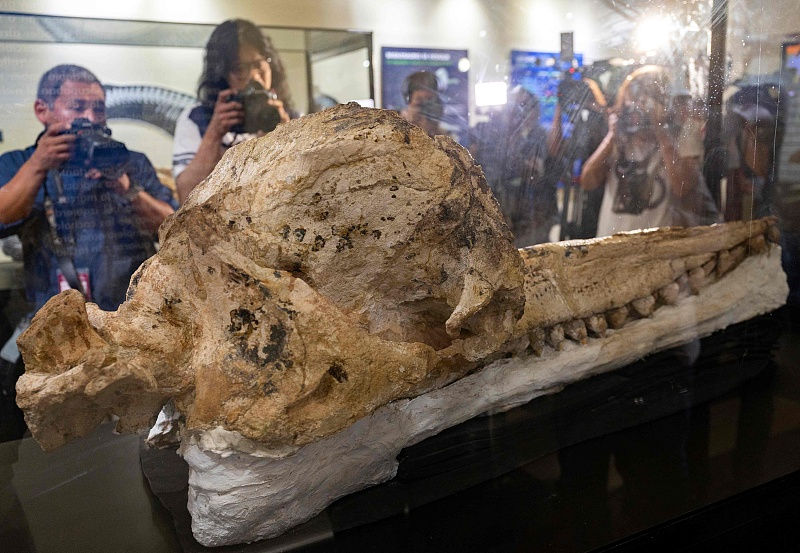 Peru exibe fósseis de cachalotes pré-históricos preservados há 7 milhões de anos