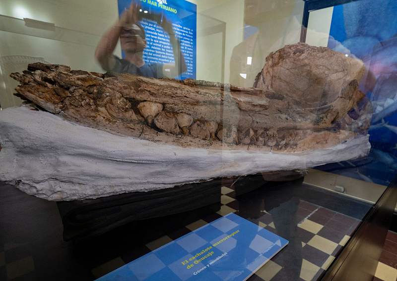 Peru exibe fósseis de cachalotes pré-históricos preservados há 7 milhões de anos