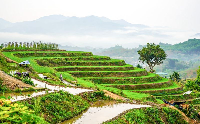 Hainan: terraços vibrantes com chegada da primavera