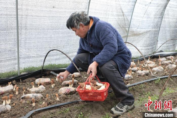 Anhui recebe colheita de morchella