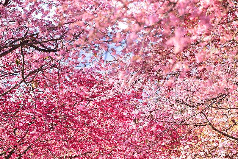 Galeria: estação das flores de cerejeira inicia no sul da China