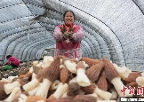 Anhui recebe colheita de morchella