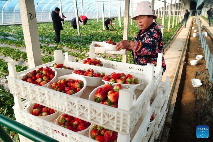 Shandong recebe colheita de morangos