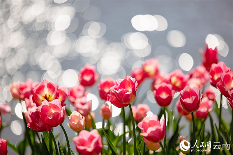 Galeria: tulipas desabrochas no sudoeste da China
