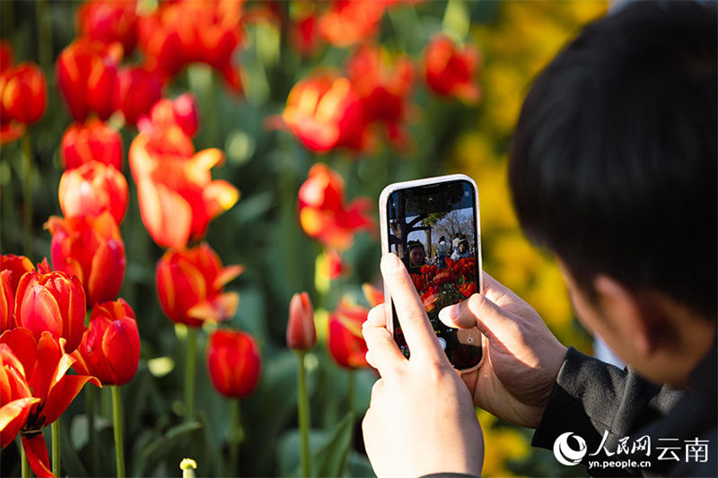 Galeria: tulipas desabrochas no sudoeste da China