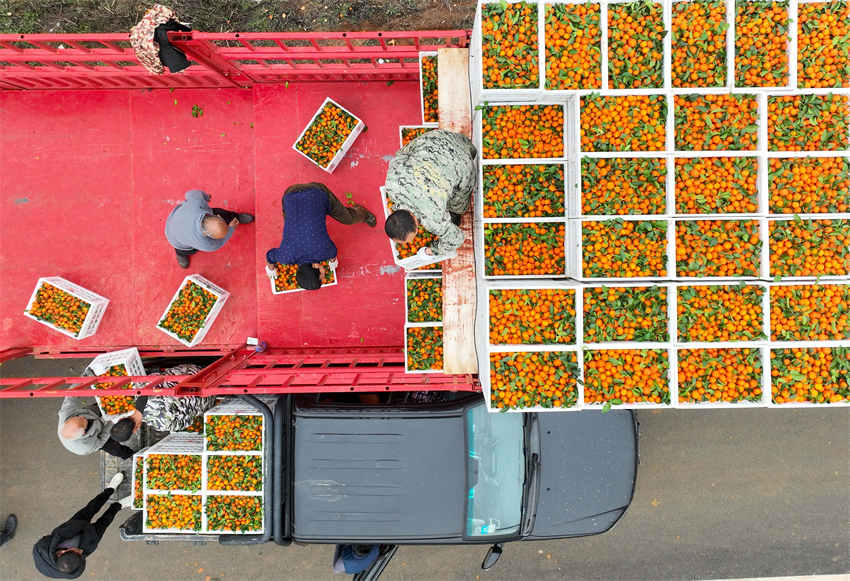 Hunan recebe colheita de tangerinas