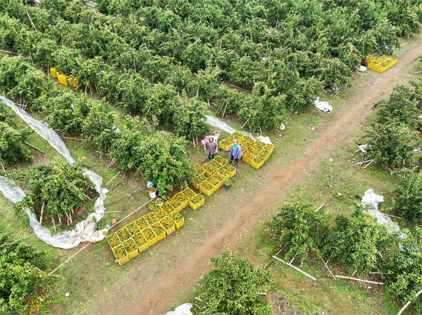 Hunan recebe colheita de tangerinas