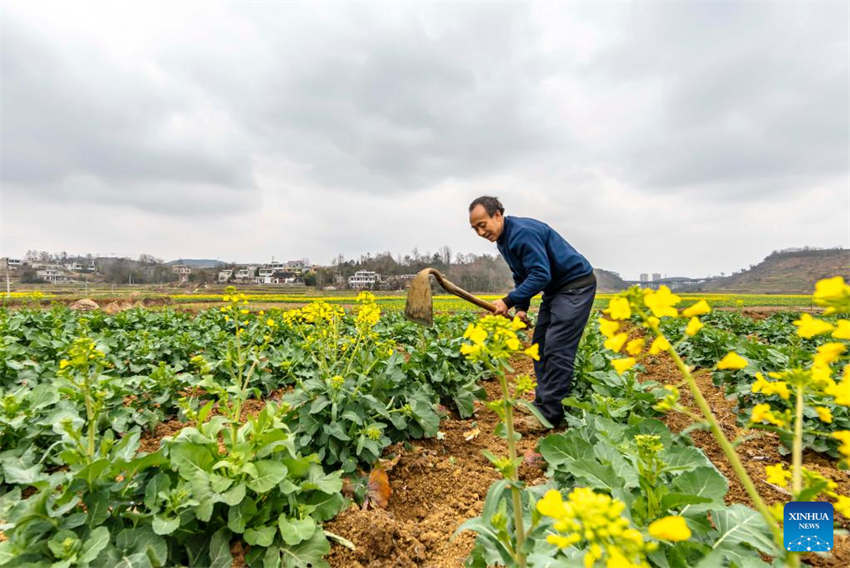 Agricultura da primavera avança em toda a China