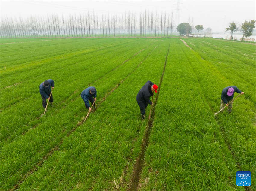 Agricultura da primavera avança em toda a China