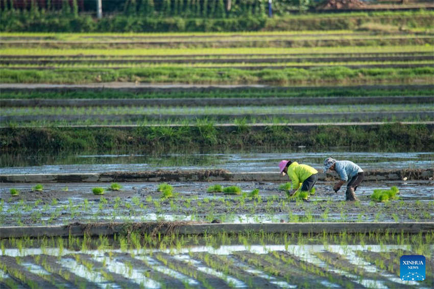 Agricultura da primavera avança em toda a China