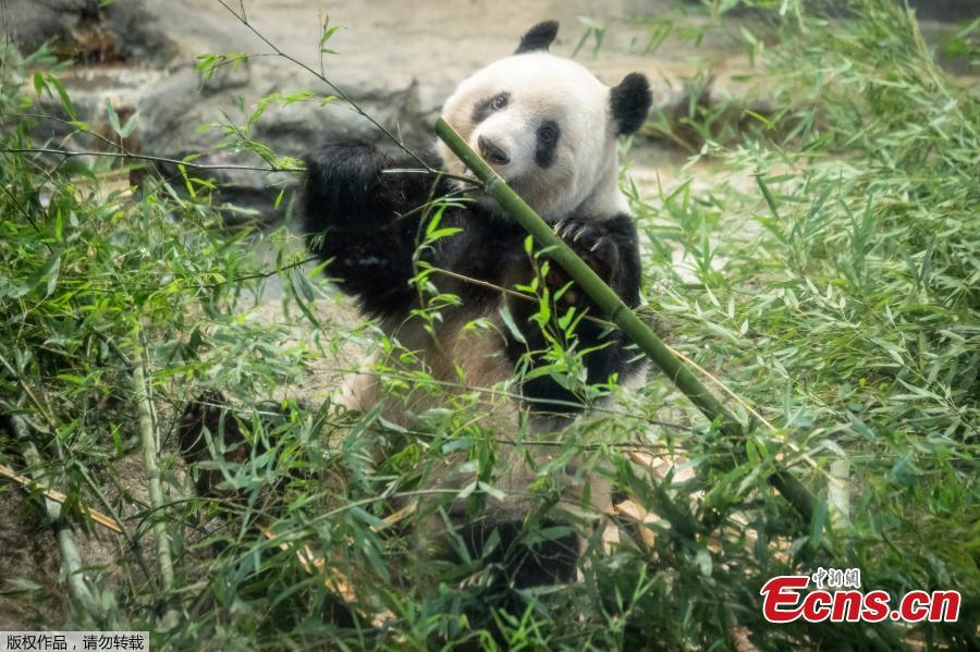Japoneses se despedem do panda gigante Xiang Xiang