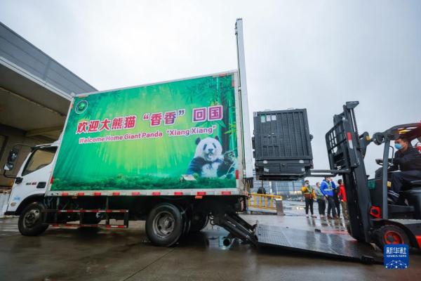 Xiang Xiang, panda gigante nascida no Japão, retorna à China