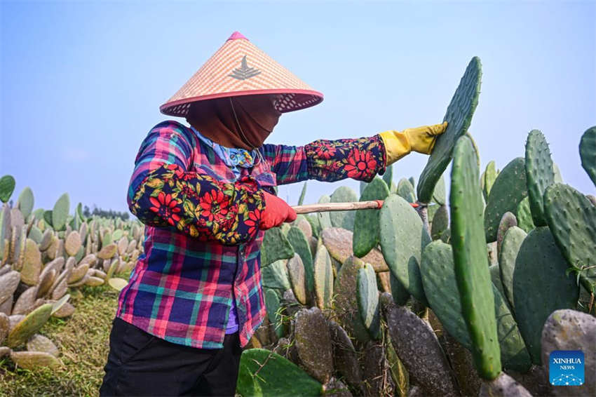 Galeria: Fazenda de cactos em Hainan