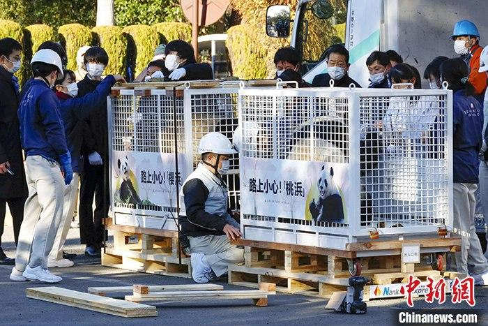 Japoneses dão adeus a mais três pandas que regressam à China