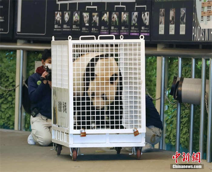 Japoneses dão adeus a mais três pandas que regressam à China