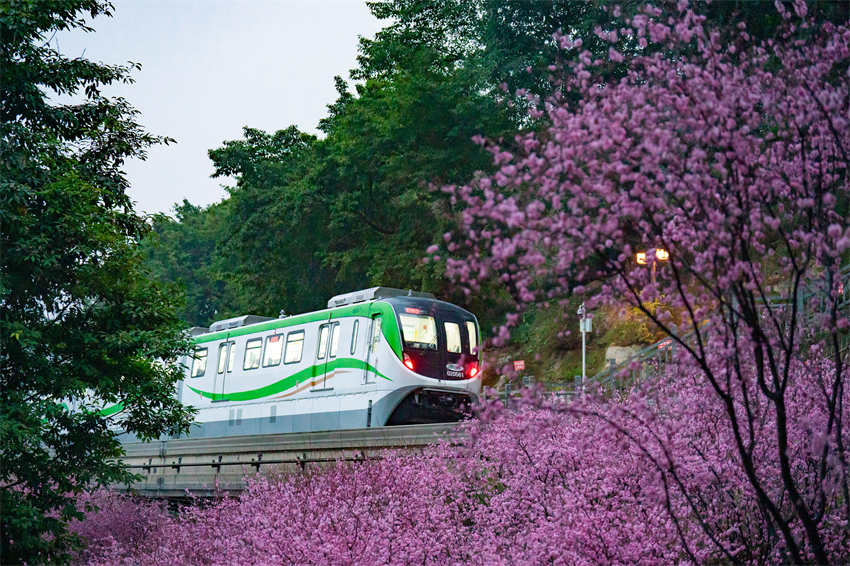 Monotrilho passa por flores desabrochando no metrô de Chongqing