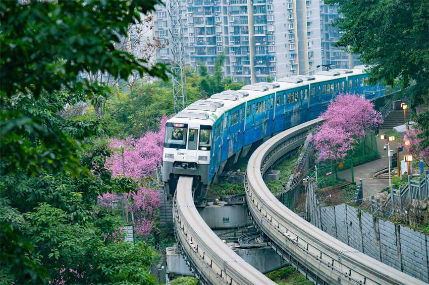 Monotrilho passa por flores desabrochando no metrô de Chongqing