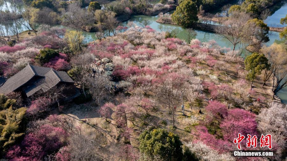 Galeria: flores de ameixa florescem no leste da China