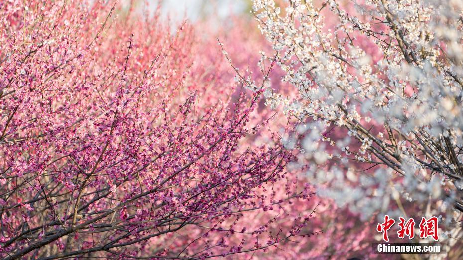 Galeria: flores de ameixa florescem no leste da China