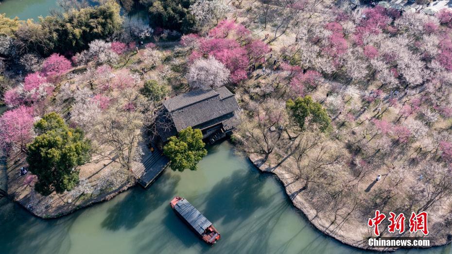 Galeria: flores de ameixa florescem no leste da China
