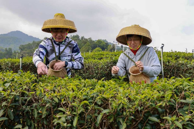 Hainan: moradores de Wuzhishan iniciam a colheita de chá na primavera