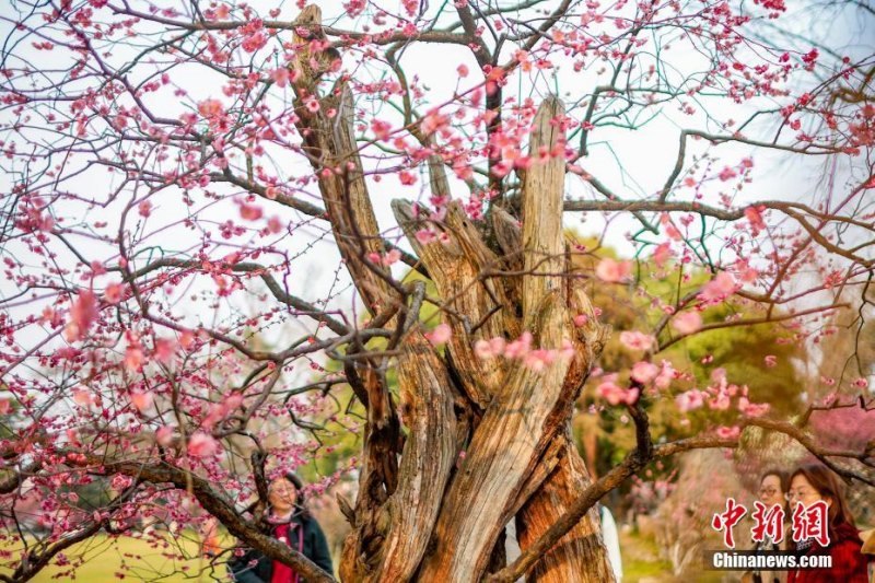 Ameixeira de 600 anos floresce na cidade no leste da China