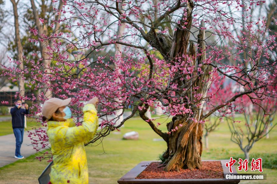 Ameixeira de 600 anos floresce na cidade no leste da China