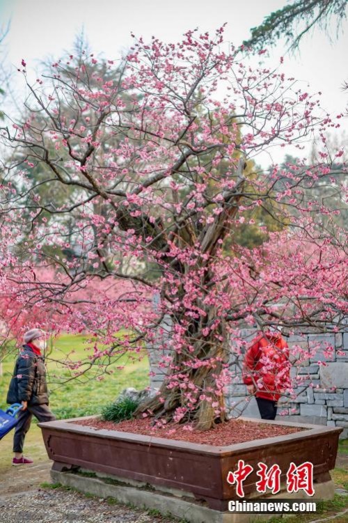 Ameixeira de 600 anos floresce na cidade no leste da China