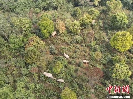 Yunnan: manada de elefantes asiáticos fotografada na 