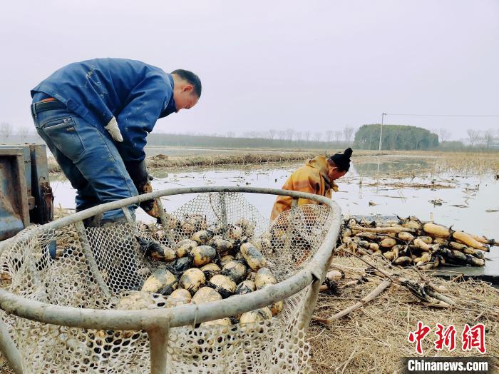 Agricultores recebem colheita de raízes de lótus no centro da China